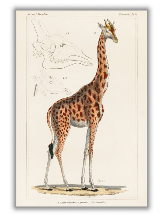 Animal kingdom - The giraffe