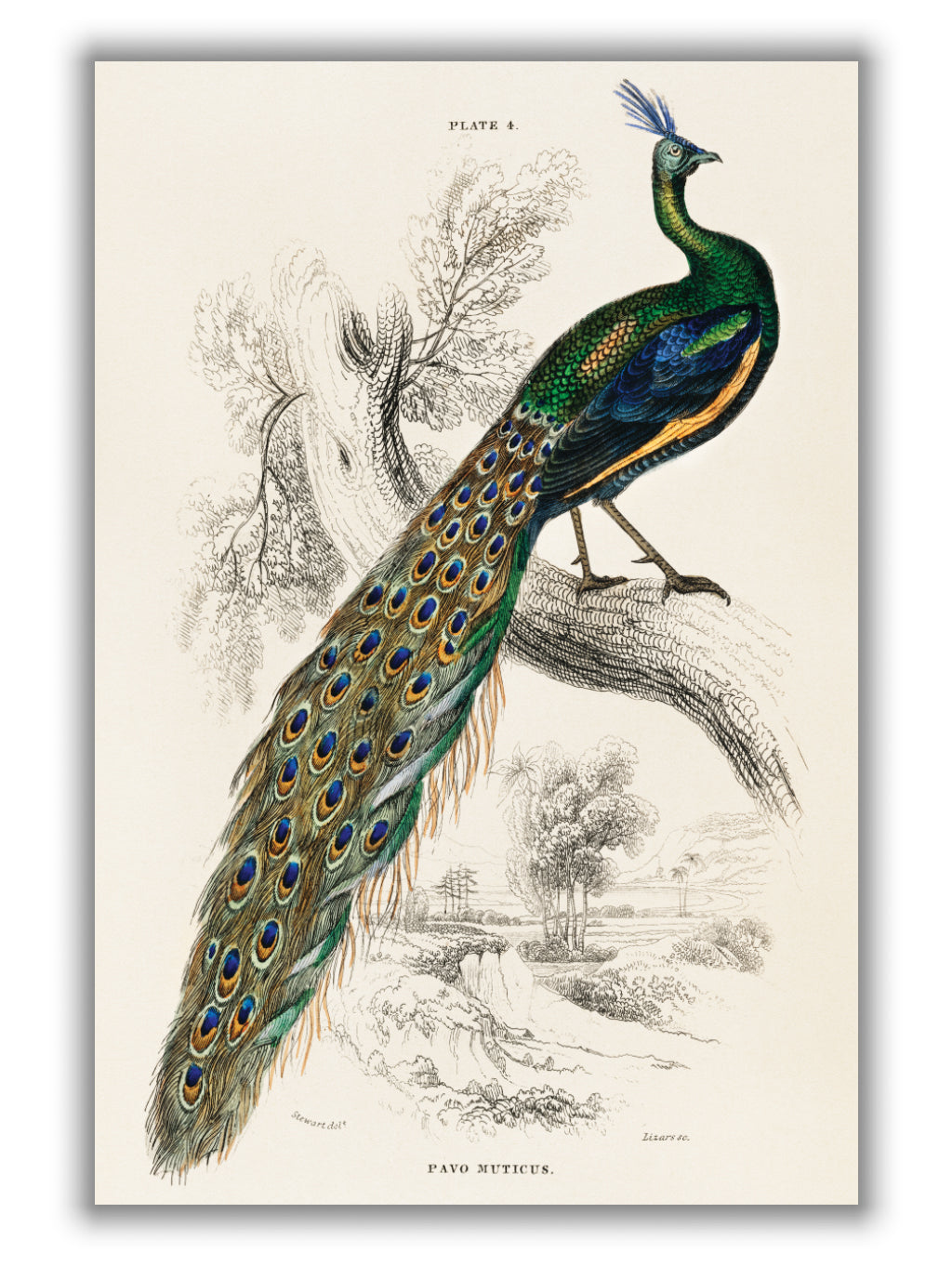 Animal kingdom - The peacock