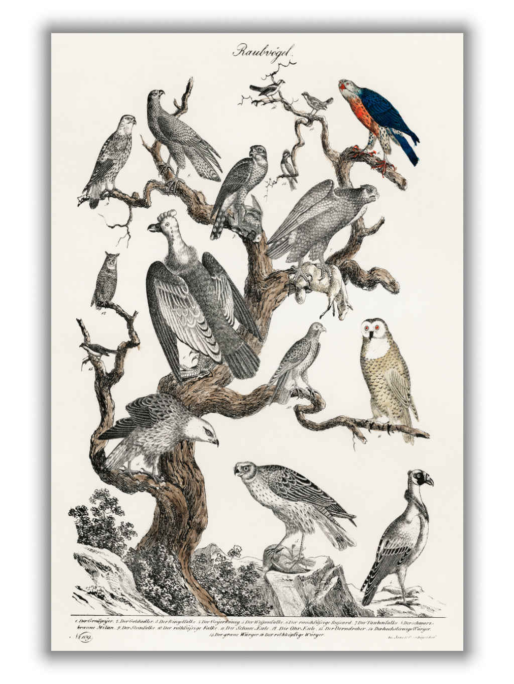 Birds of Prey