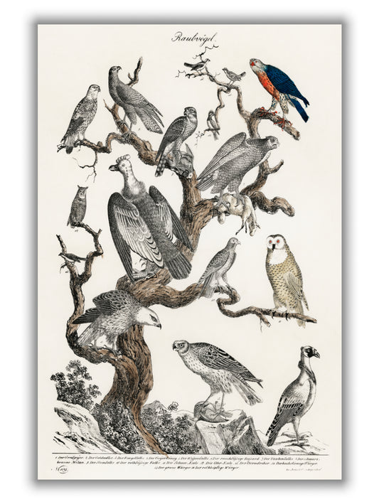 Birds of Prey