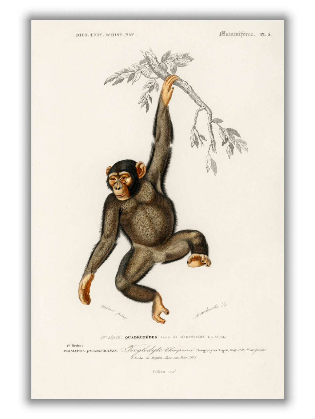Chimpangze