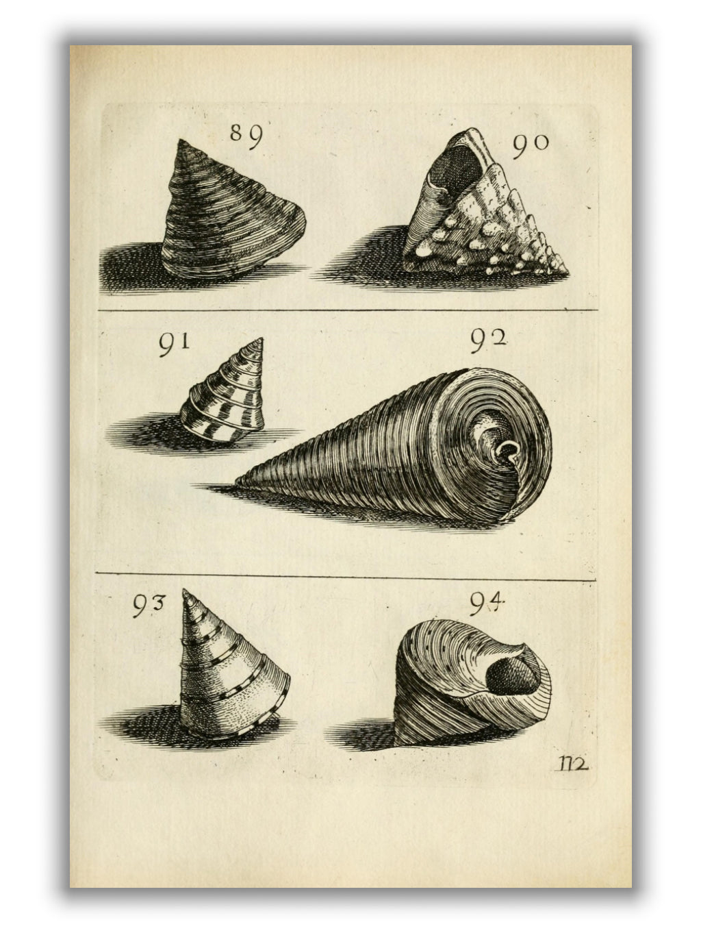 Set of vintage shells