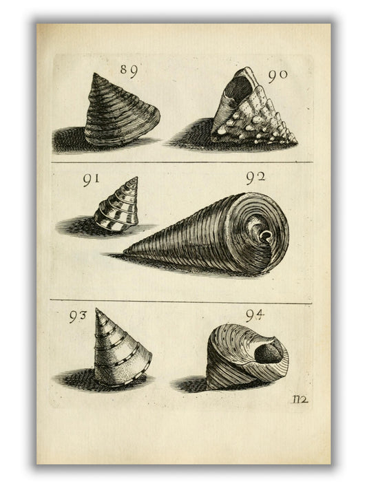 Set of vintage shells