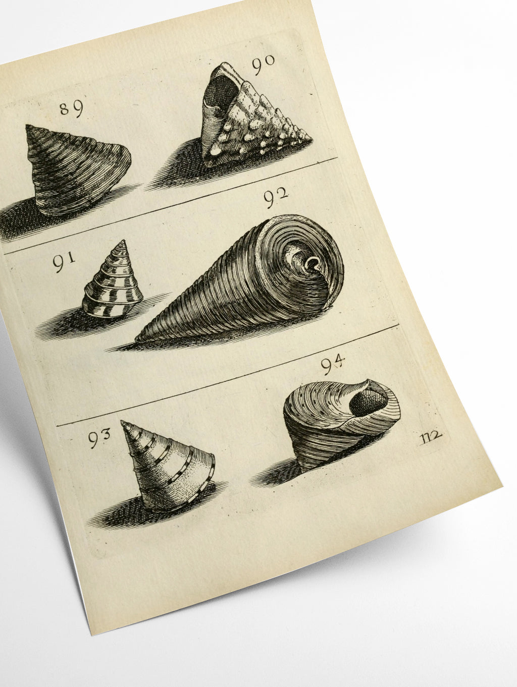 Set of vintage shells