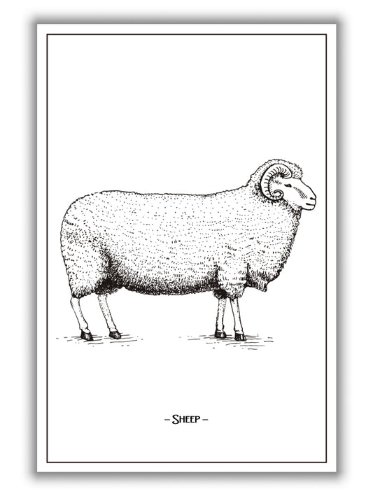 Sheep