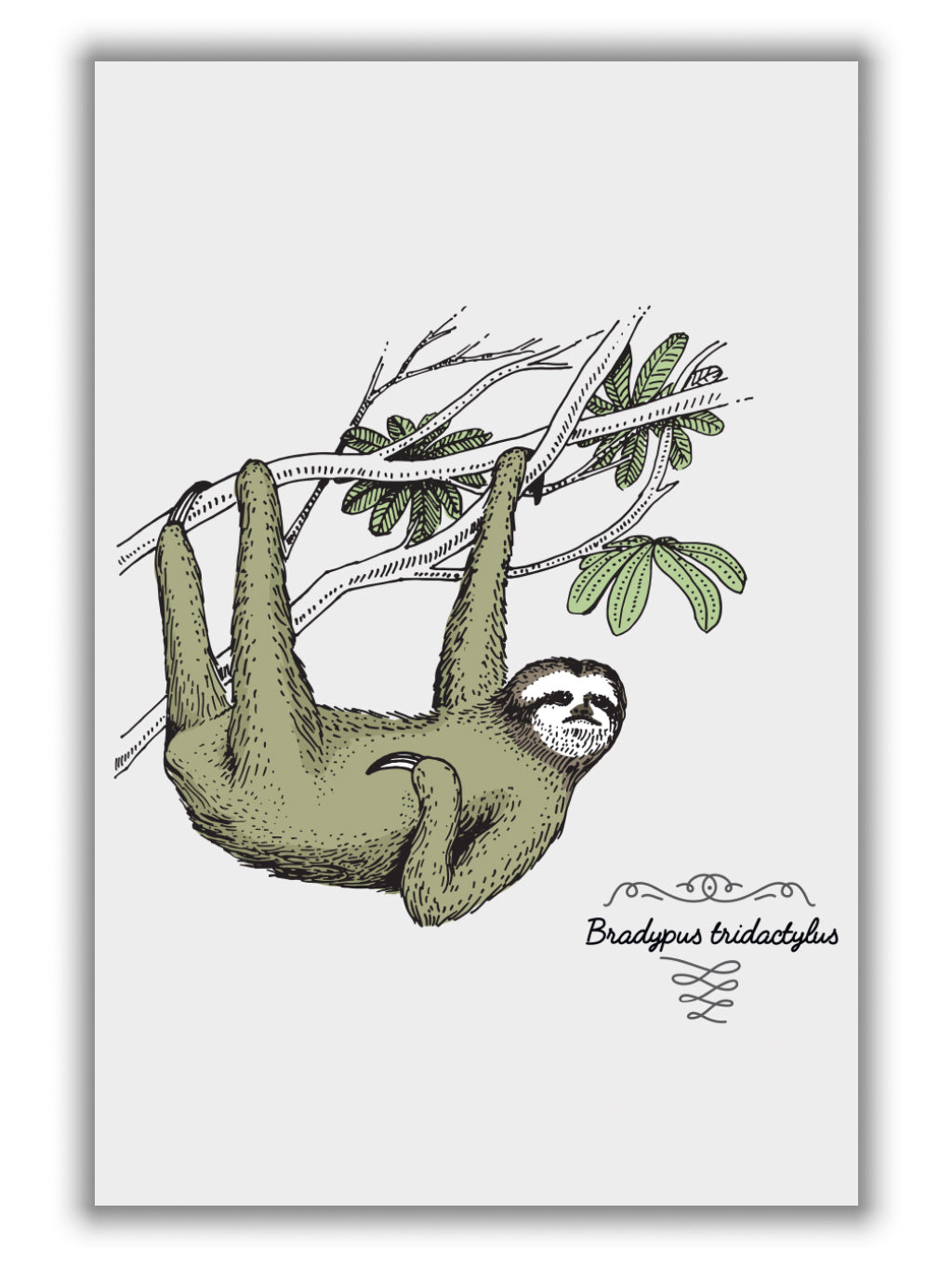 Sloth