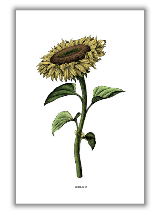 Sunflowers for President