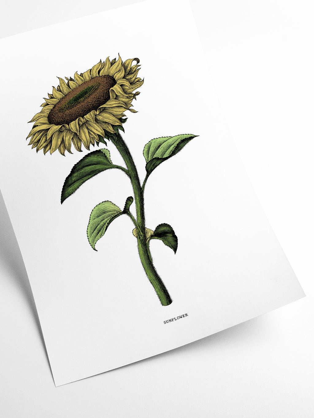 Sunflowers for President
