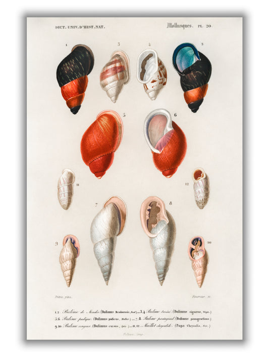 Different types of mollusks