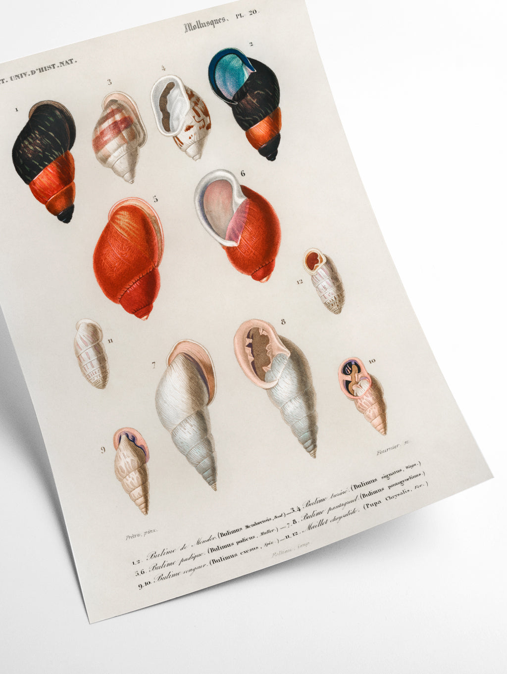 Different types of mollusks