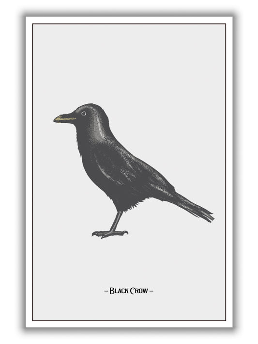 The Black Crow
