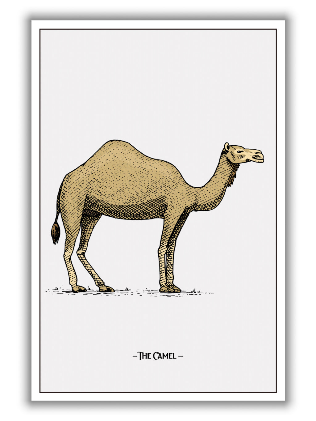 The Camel