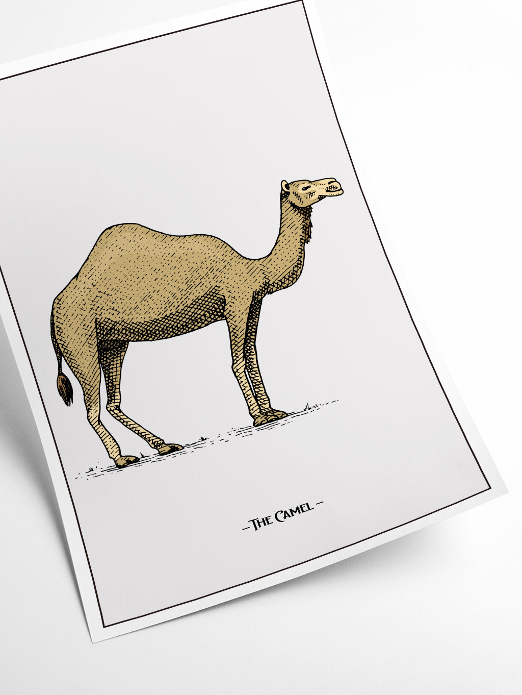 The Camel