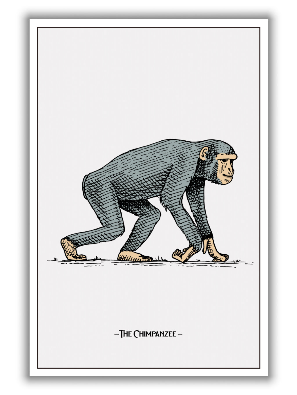 The Chimpanzee