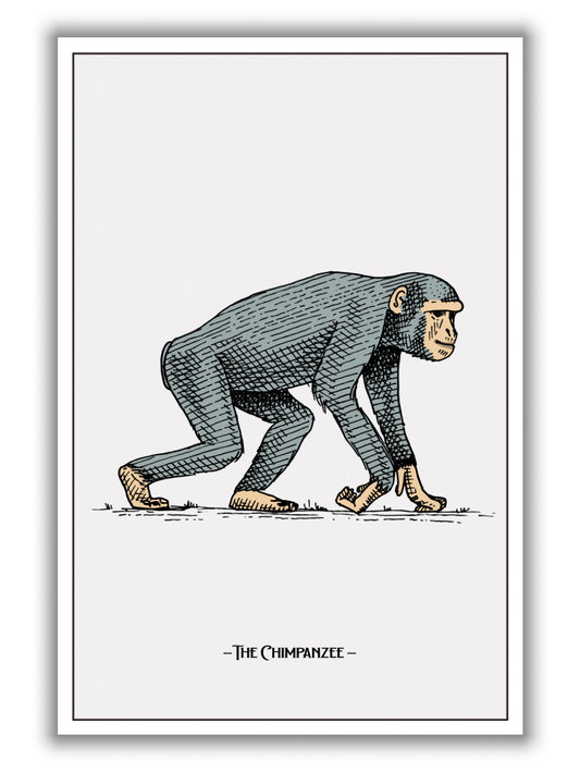 The Chimpanzee