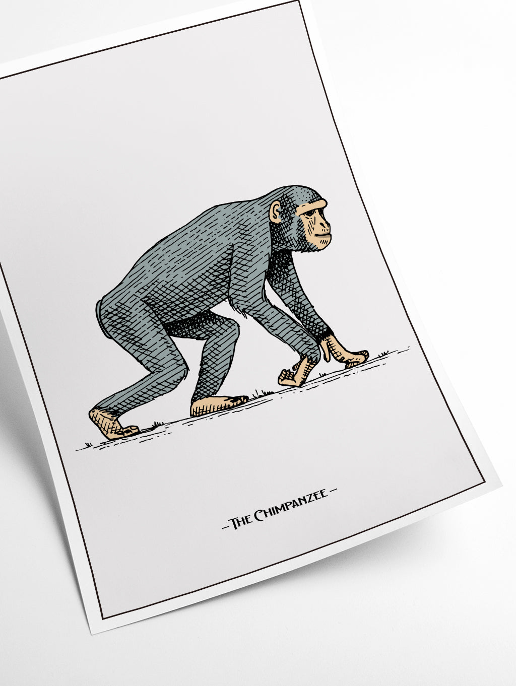 The Chimpanzee