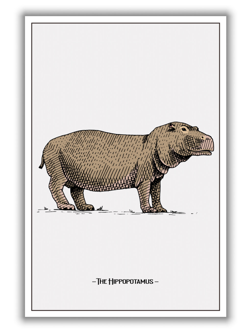 The hippopotamus