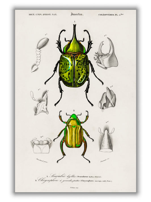 Eastern Hecules Beetle