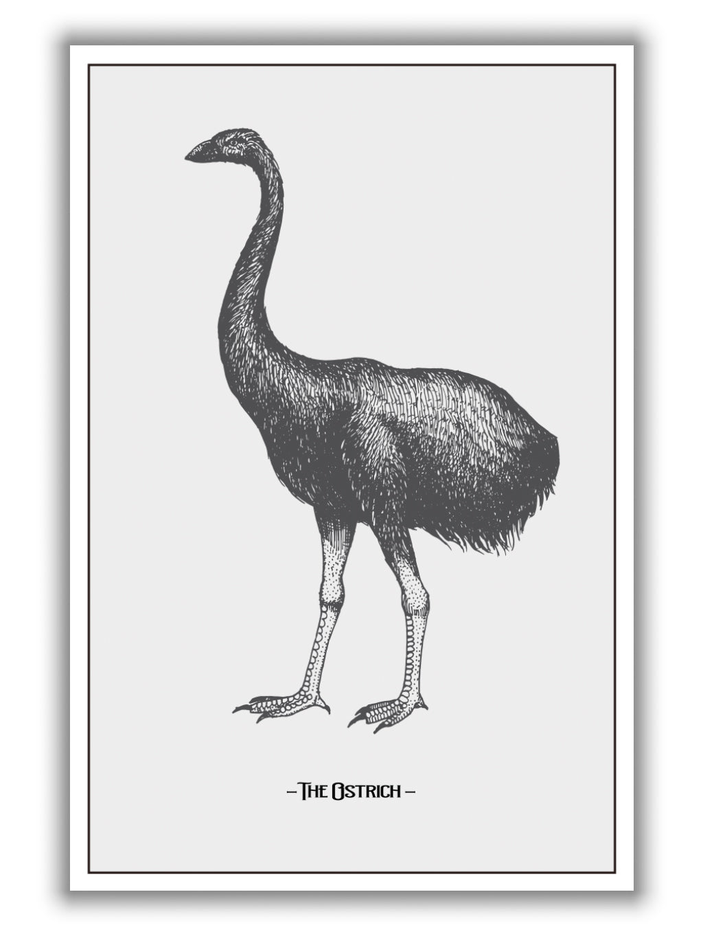 The Ostrich