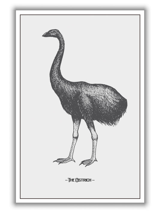 The Ostrich
