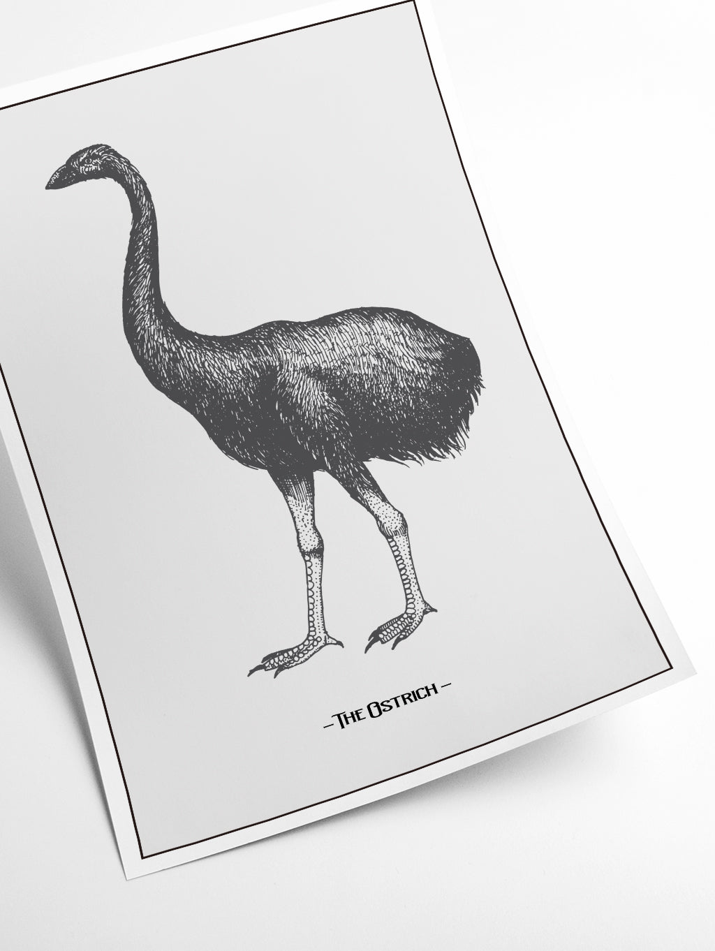 The Ostrich
