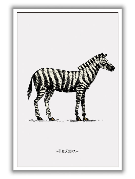 The Zebra