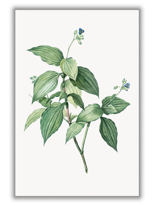 Vintage botanical plant
