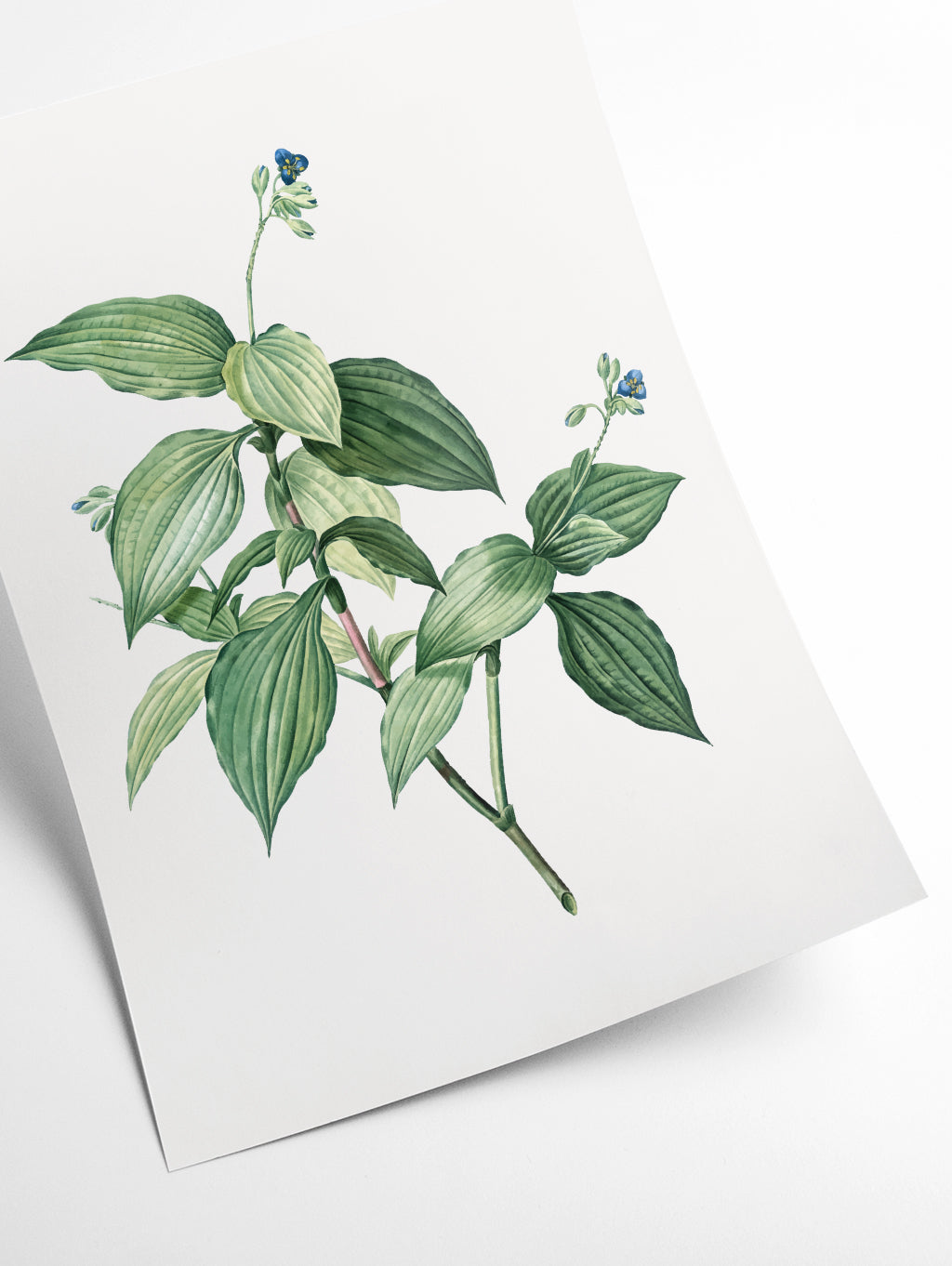Vintage botanical plant