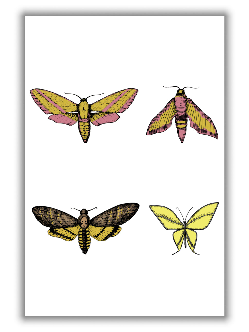 Vintage Moths