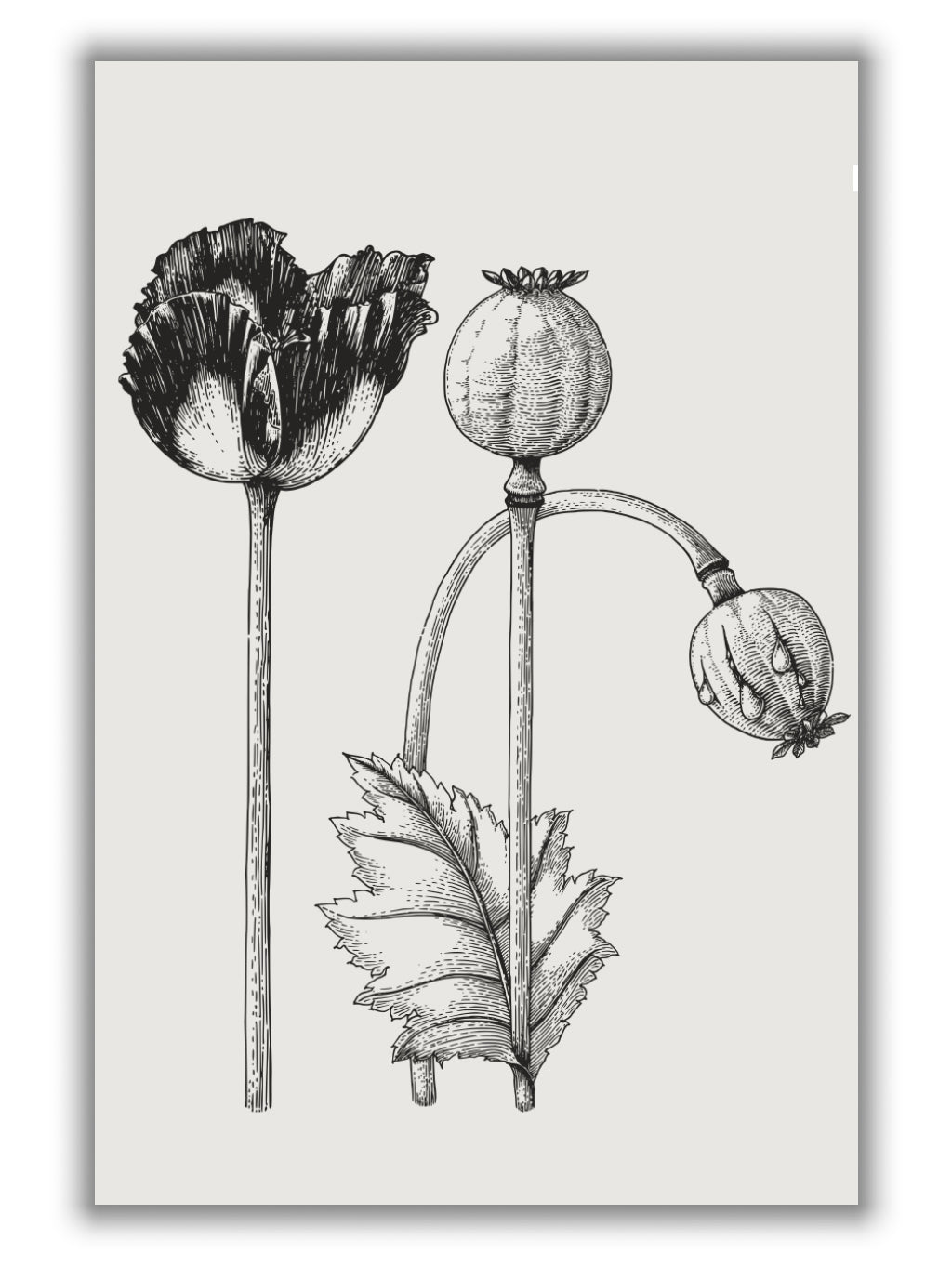 Vintage poppy plant