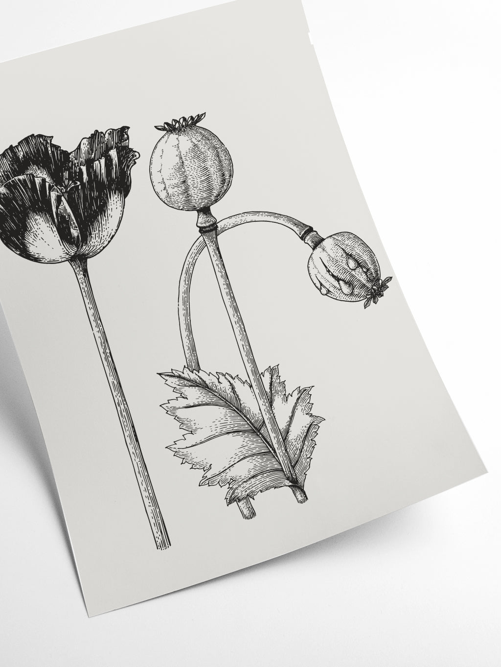 Vintage poppy plant