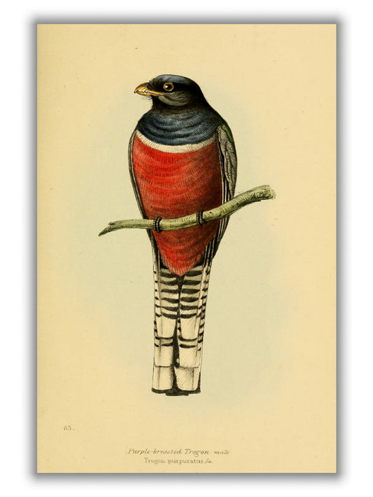 Vintage purple breasted trogon