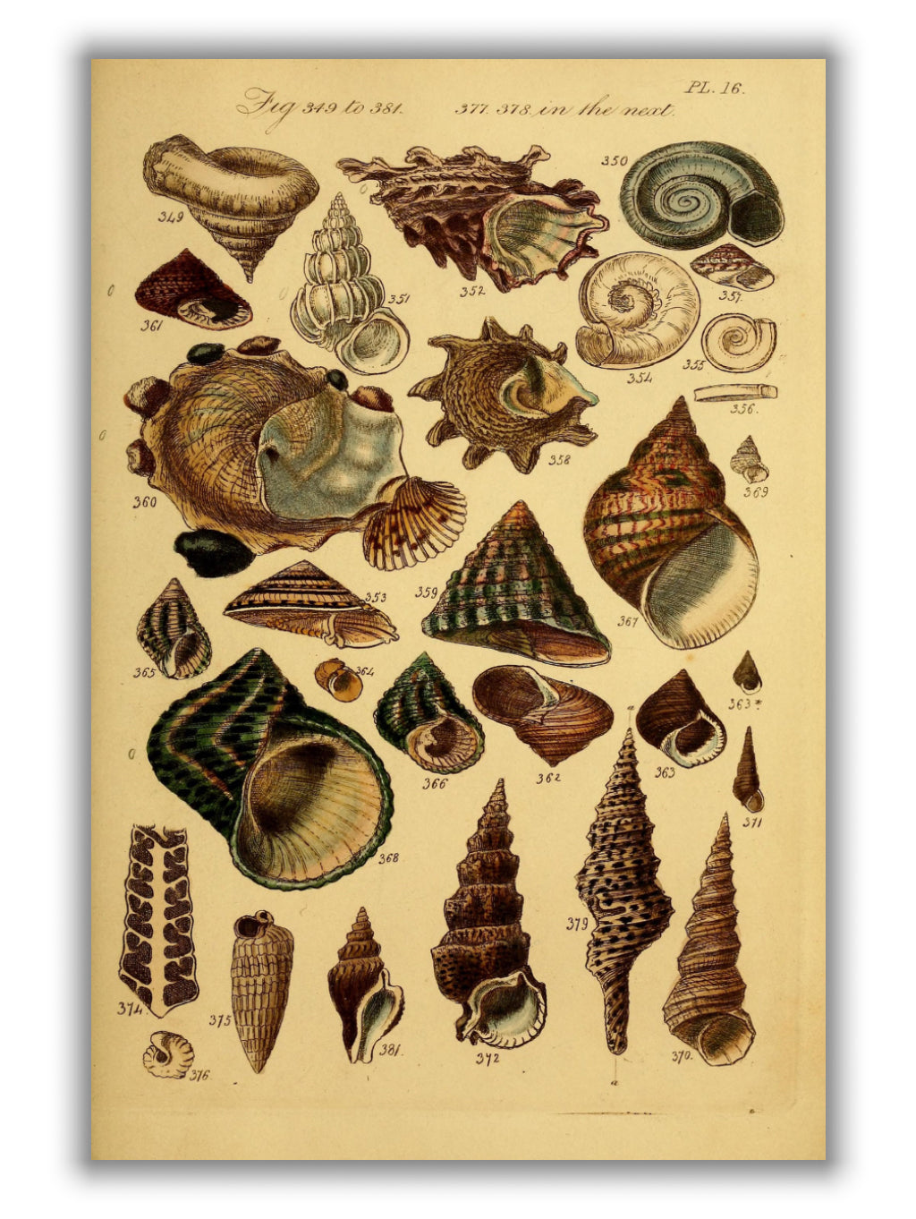 Vintage shells