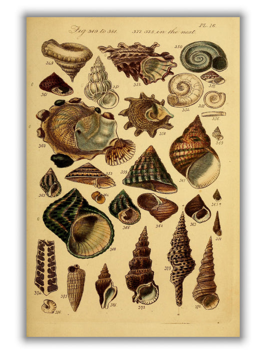 Vintage shells