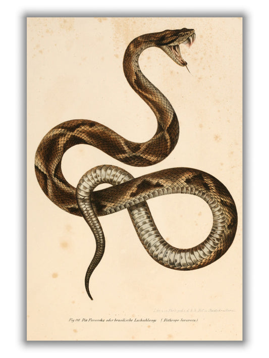 Vintage snake