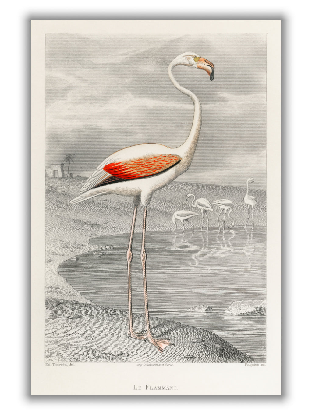 Flamingo
