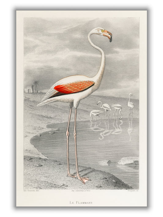 Flamingo