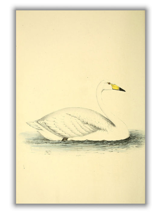 Vintage swan