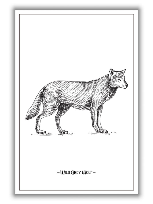 Wild Grey Wolf