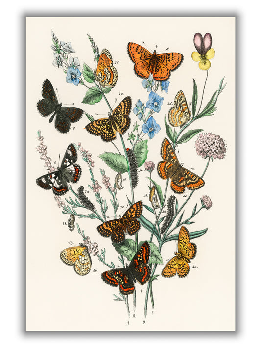 European Butterflies and Moths