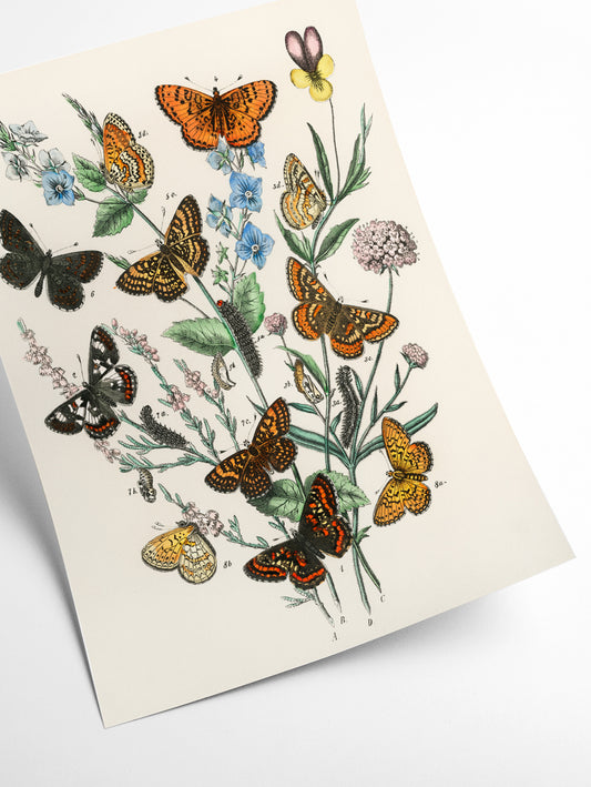 European Butterflies and Moths
