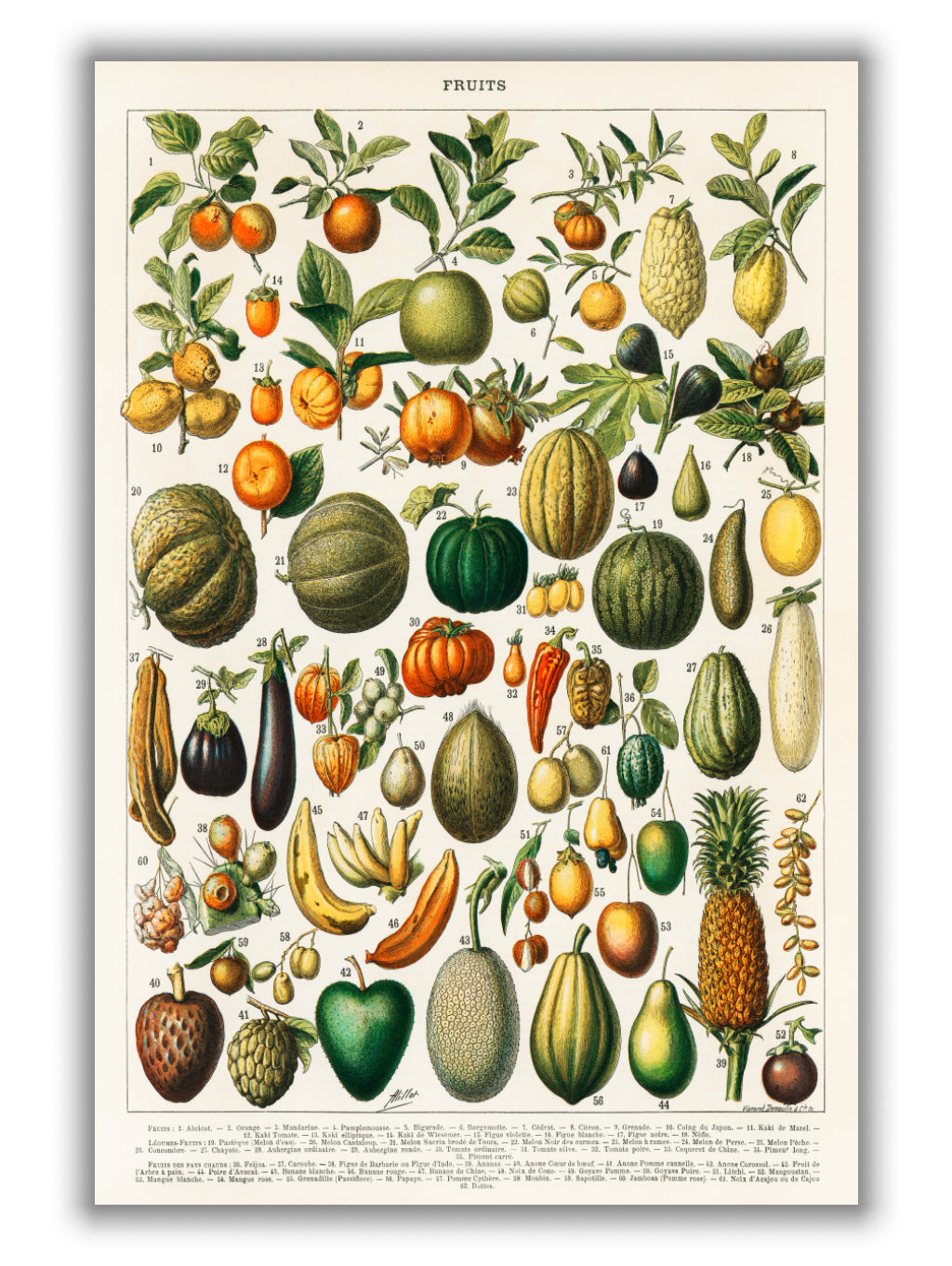 Fruits and Vegetables