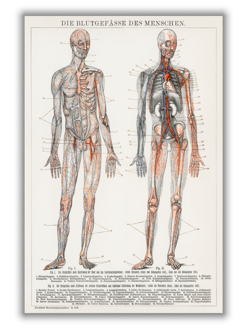 human blood vessels and cardiovascular system