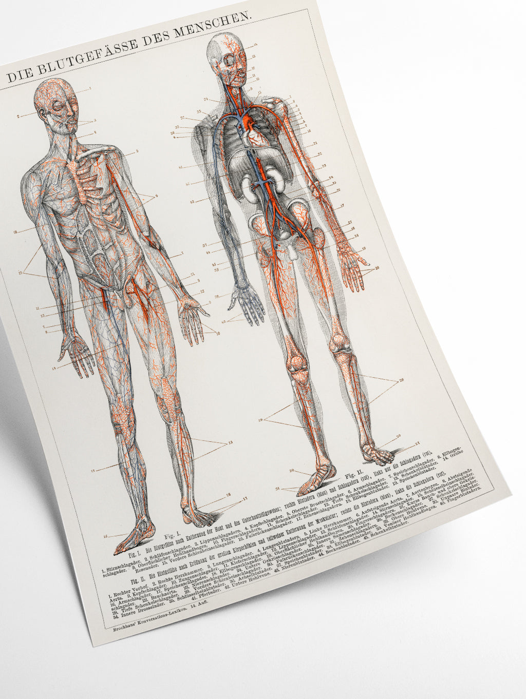 human blood vessels and cardiovascular system