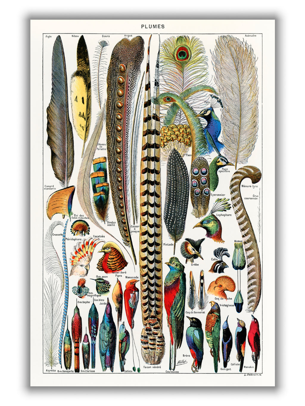 Feathers