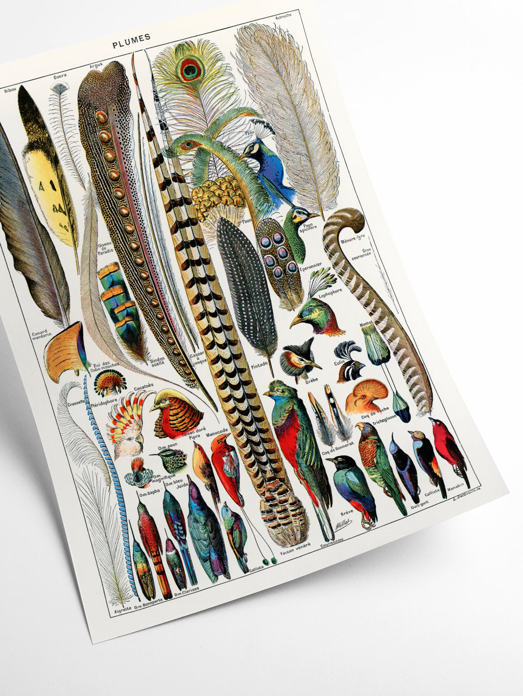 Feathers
