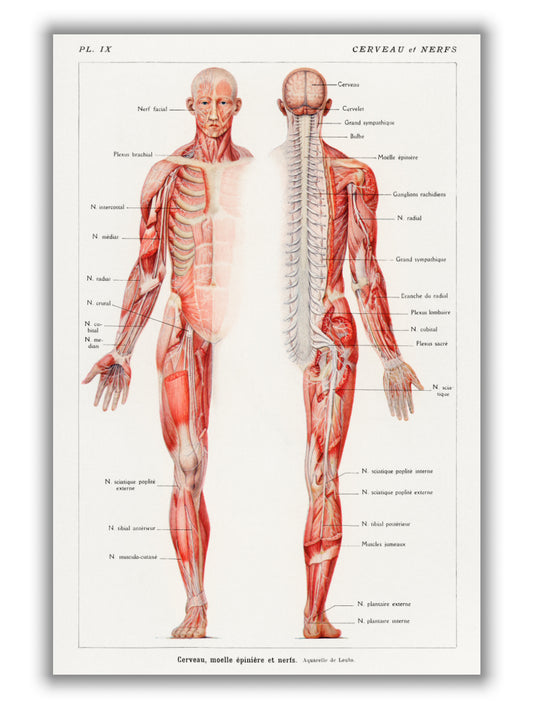 Human nervous system
