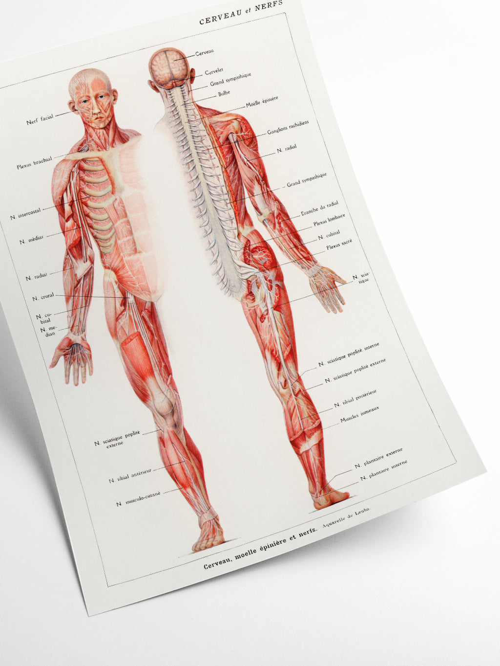 Human nervous system
