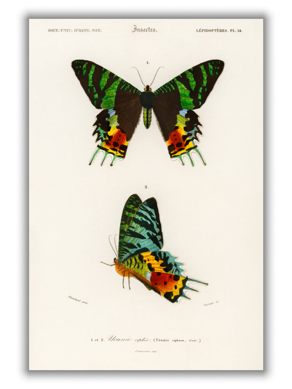 Madagascan Sunset Moth