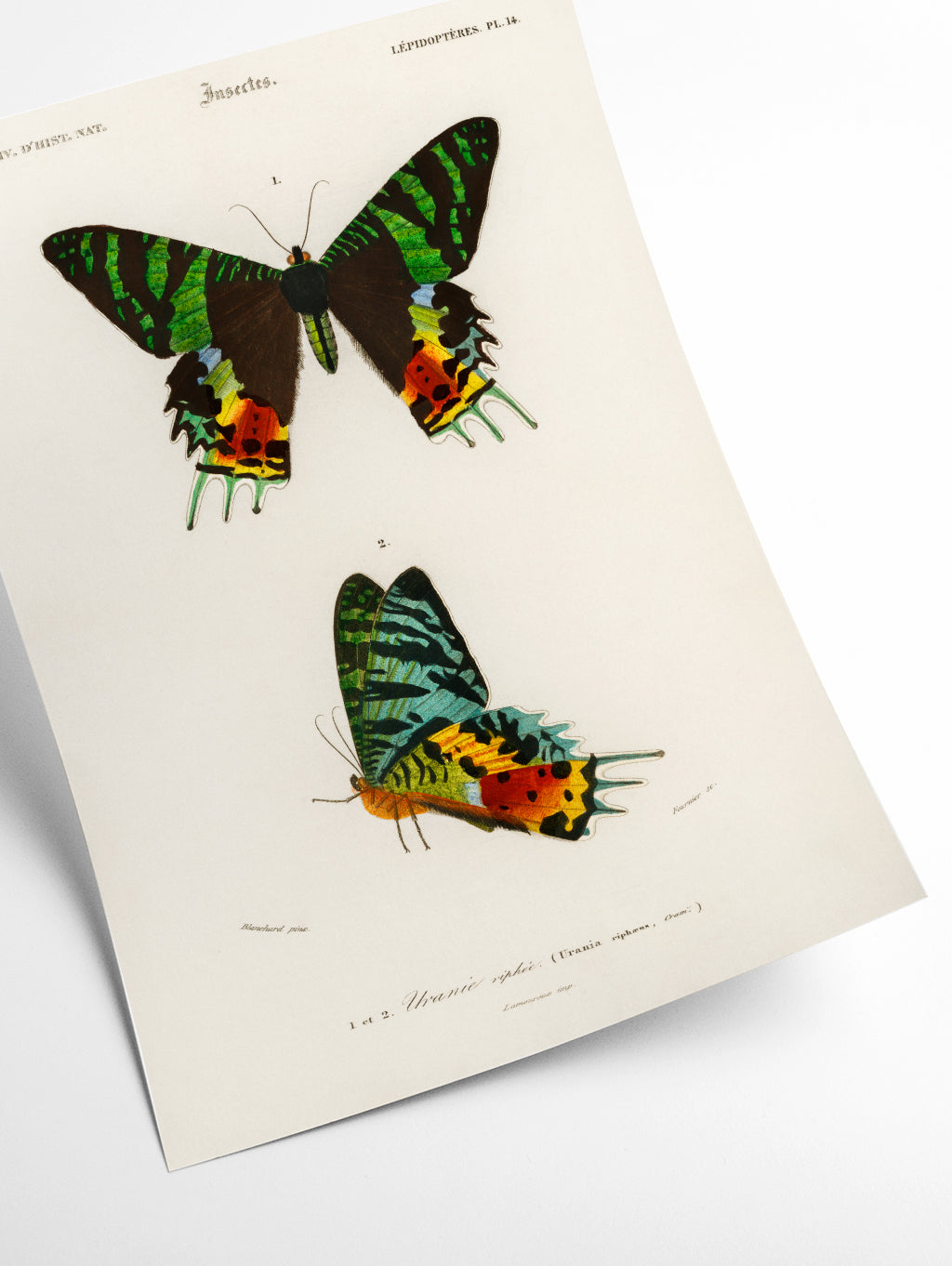 Madagascan Sunset Moth